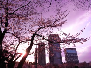 桜と夕暮れの写真