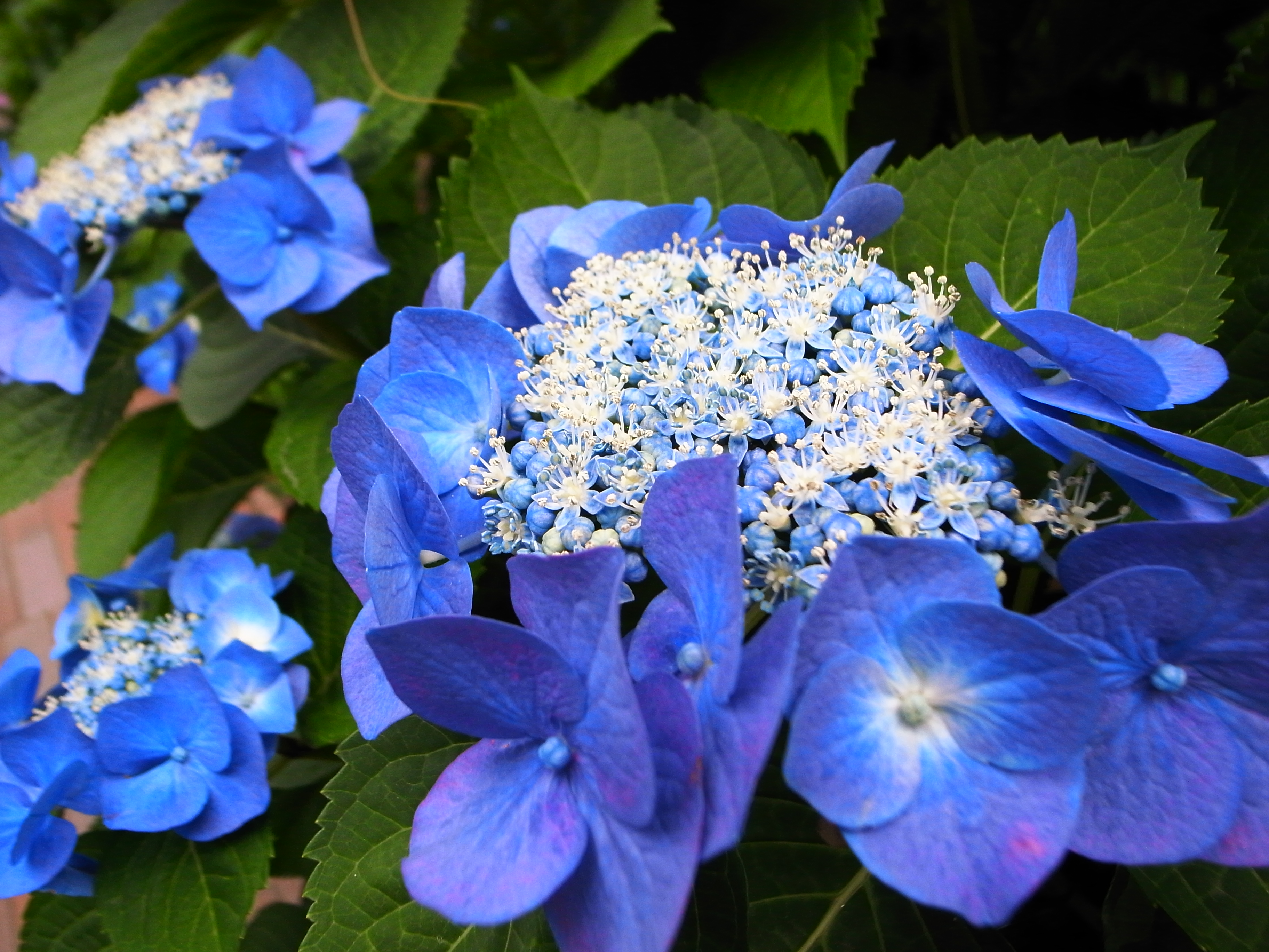 大阪法務局北出張所の帰り道で見つけた青い紫陽花がキレイでした 大阪市 都島区の柿本大治 司法書士 行政書士 事務所
