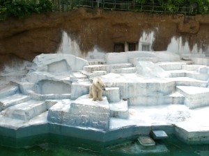 天王寺動物園のシロクマ