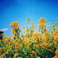 鶴見緑地　風車と菜の花