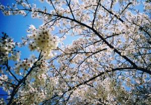 大阪城公園の桜