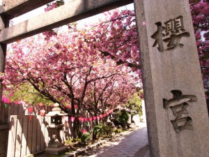 櫻宮神社の八重桜