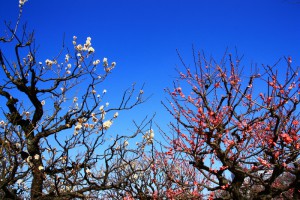 青空と梅の花