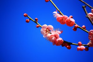 大阪城の梅の花