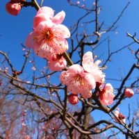 大阪城梅林　梅の花